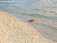 bora bora crab 